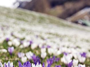 fruehling-ahrntal-valle-aurina-tv-sand-in-taufers-manuel-kottersteger-1