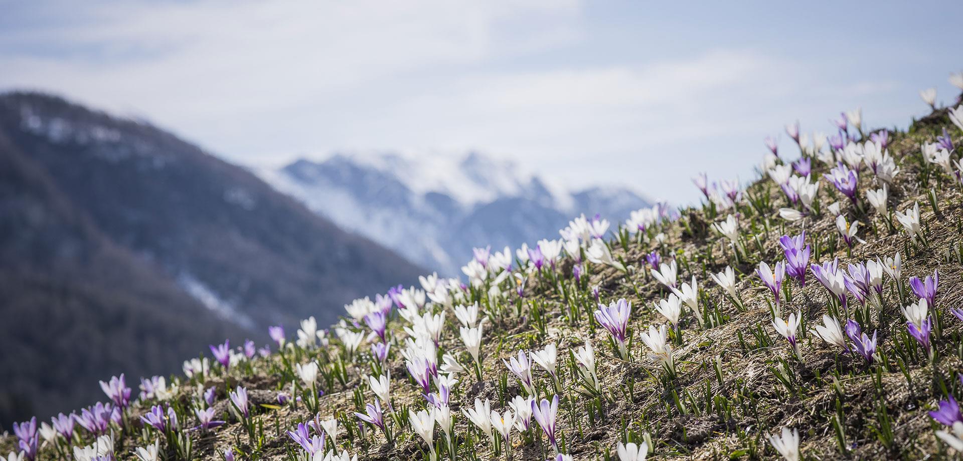 hero-fruehling-ahrntal-valle-aurina-tv-ahrntal-martin-zimmerhofer-4