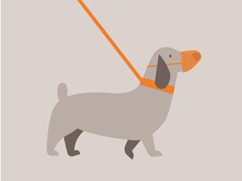 doginfo-illustrationen-zeichenflaeche-1-kopie