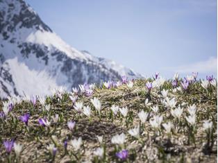 fruehling-ahrntal-valle-aurina-tv-ahrntal-martin-zimmerhofer-3