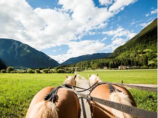 Horse riding & Horse carriage
