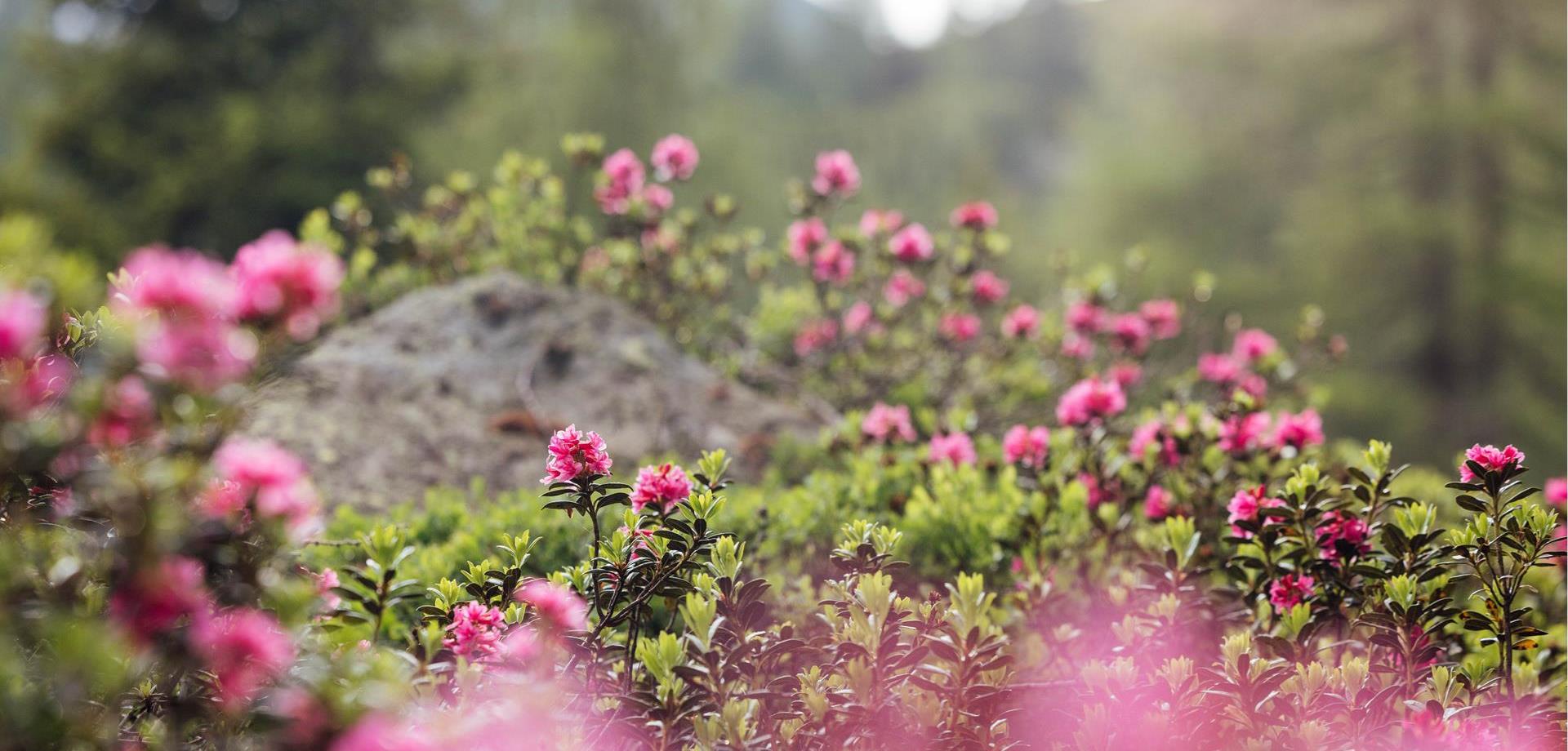 natur-ahrntal-valle-aurina-tv-ahrntal-thomas-roetting