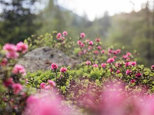 Programma settimanale Primavera