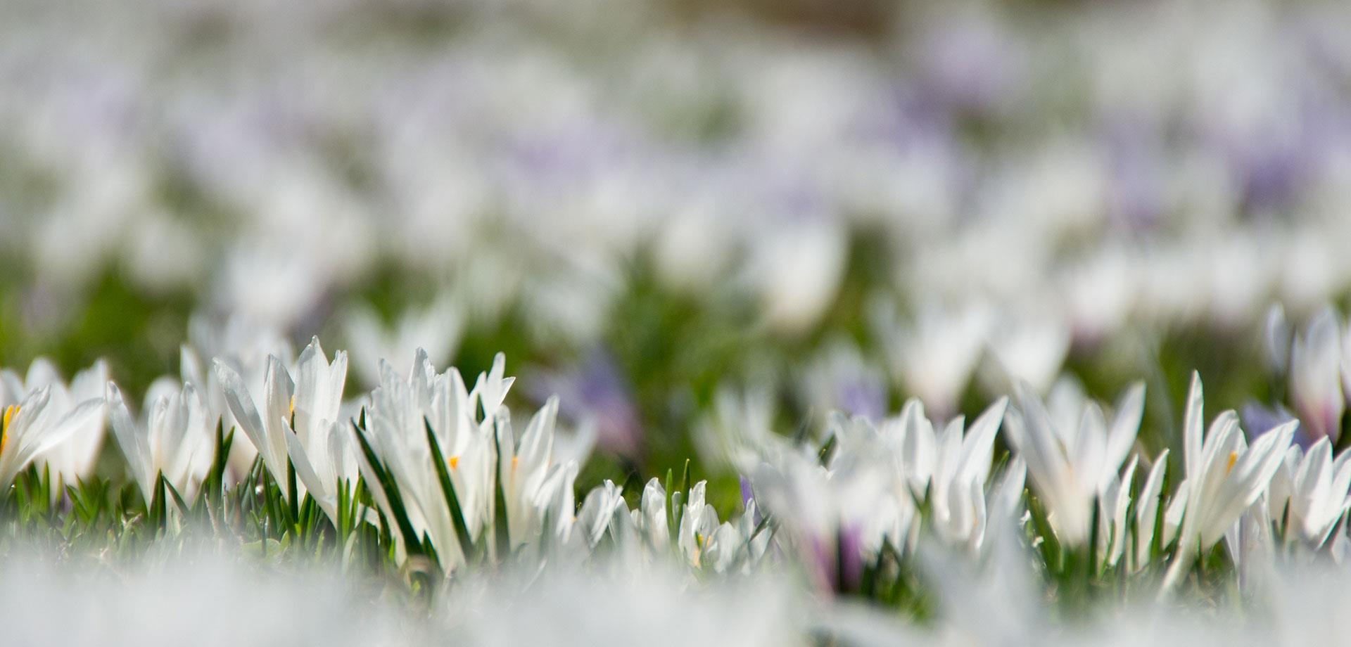 hero-fruehling-ahrntal-valle-aurina-tv-sand-in-taufers-manuel-kottersteger-2