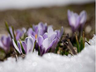 fruehling-ahrntal-valle-aurina-tv-sand-in-taufers-manuel-kottersteger