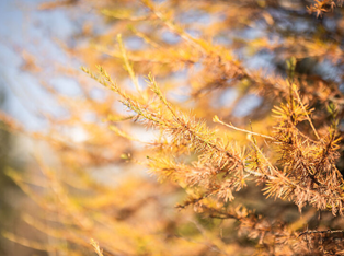 Programma settimanale Autunno