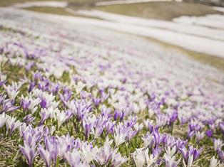 fruehling-ahrntal-valle-aurina-tv-ahrntal-martin-zimmerhofer