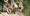 -wisthaler-com-20-07-tv-ahrntal-fam-hw7-7151