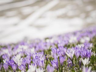 fruehling-ahrntal-valle-aurina-tv-ahrntal-martin-zimmerhofer-2