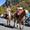 almabtrieb-rein-c-tv-sand-m-steger-04