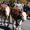 almabtrieb-rein-c-tv-sand-m-steger-12