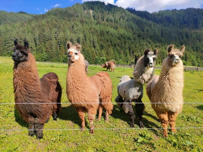 lama-trekking-c-elisabeth-hofer-24