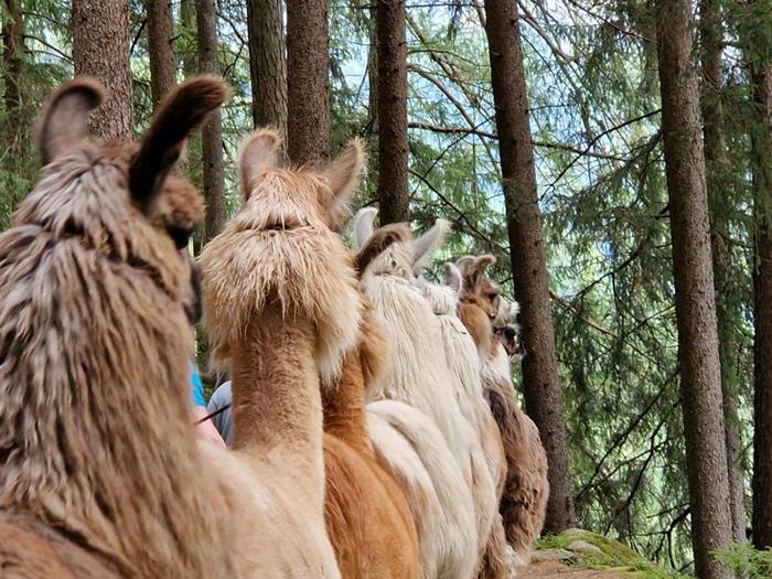 lama-trekking-c-elisabeth-hofer-4