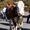 almabtrieb-rein-c-tv-sand-m-steger-19