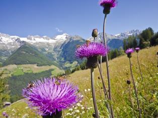 ahrntal-disteln-gorfer