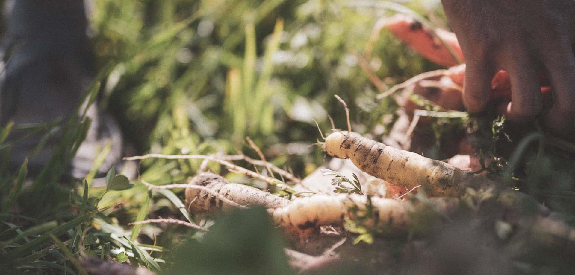 projekt-taufrisch-ahrntal-valle-aurina-tv-sand-in-taufers-manuel-kottersteger-5