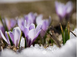 fruehling-ahrntal-valle-aurina-tv-sand-in-taufers-manuel-kottersteger-3