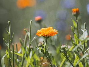 Weekly programme Summer