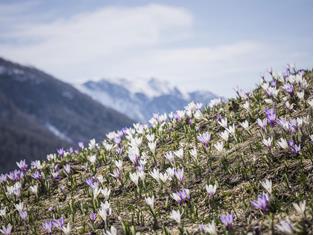 fruehling-ahrntal-valle-aurina-tv-ahrntal-martin-zimmerhofer-4