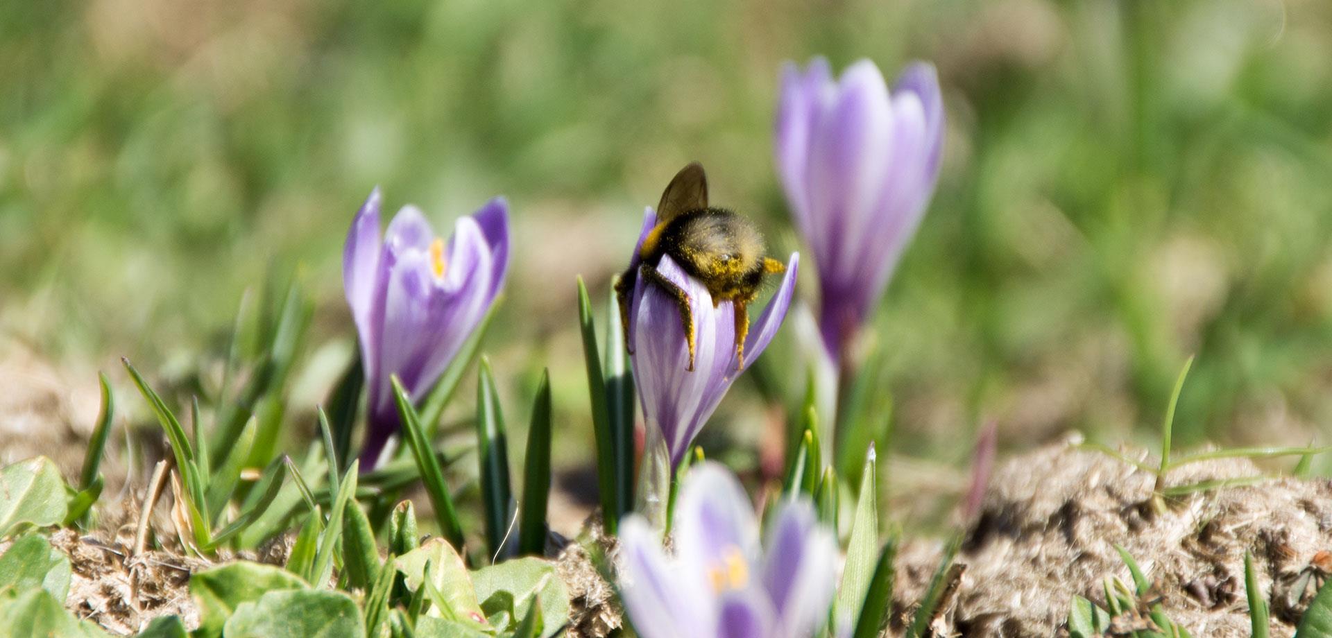 hero-fruehling-ahrntal-valle-aurina-tv-sand-in-taufers-manuel-kottersteger-4
