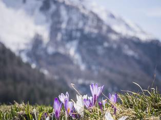 fruehling-ahrntal-valle-aurina-tv-ahrntal-martin-zimmerhofer-1