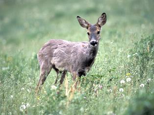 Hunting
