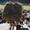 almabtrieb-rein-c-tv-sand-m-steger-17
