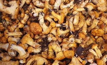 Authorisation for mushroom picking - Community of Ahrntal valley