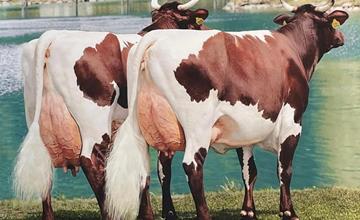 Pinzgau cows regional exhibition