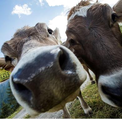 ap0q7510-idm-suedtirol-hansi-heckmair