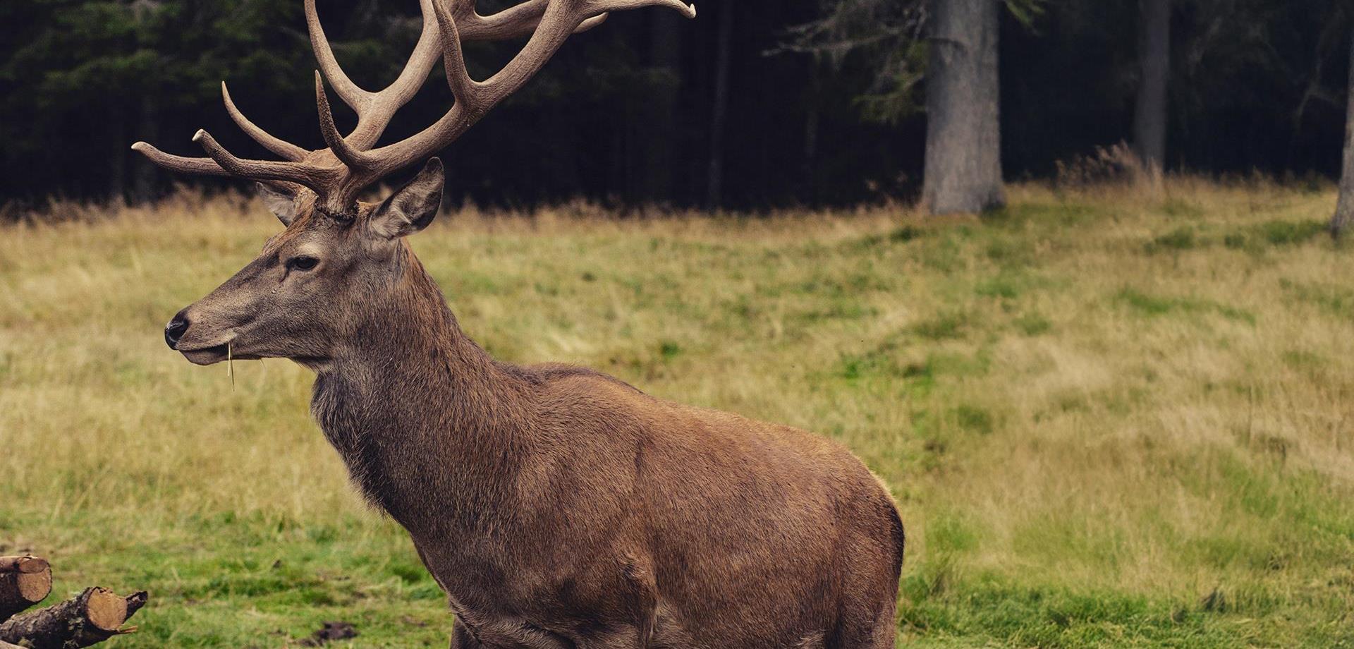 hirsch-andrea-chioldin-6lchsc9m2ra-unsplash
