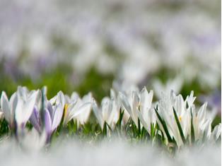 fruehling-ahrntal-valle-aurina-tv-sand-in-taufers-manuel-kottersteger-2