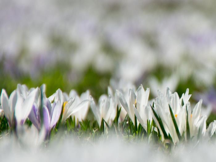 fruehling-ahrntal-valle-aurina-tv-sand-in-taufers-manuel-kottersteger-2